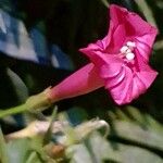 Ipomoea coccinea Kvet