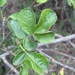 Commiphora mollis Blatt