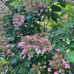 Hydrangea paniculata花