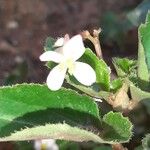 Begonia cucullata Flower