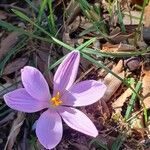 Crocus corsicus Flower