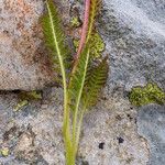 Pedicularis rostratospicata 葉
