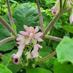 Martynia annua Flower