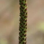 Plantago australis Kvet