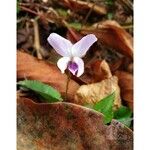 Viola blanda Květ