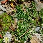 Oxytropis campestris Natur