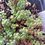 Sedum oreganumCvet