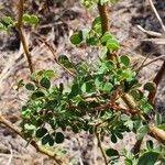 Senegalia mellifera Leaf