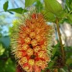Combretum macrocalyx Flor