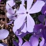 Phlox divaricata Kvet