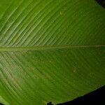 Calathea lasiostachya Hoja