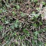 Teucrium subspinosum Hostoa