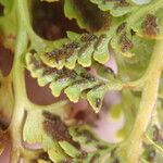 Asplenium adiantum-nigrum Blad