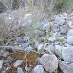 Crucianella latifolia Habit