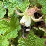 Rubus tricolor Flower