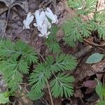 Dicentra canadensis Habitus