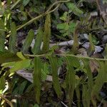 Polystichum acrostichoides Leaf