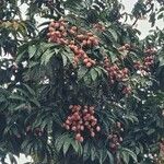 Dacryodes edulis Fruit