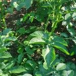 Solanum tuberosum Hoja