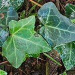 Hedera hibernica Hostoa