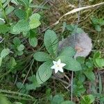 Lysimachia europaea Flor