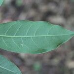 Faramea occidentalis Leaf