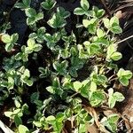 Trifolium fragiferum Habit