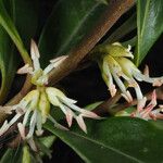 Sarcococca hookeriana Flower