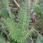 Pedicularis tuberosa Foglia