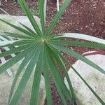 Coccothrinax litoralis Feuille