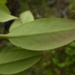 Rhododendron triflorum Leaf