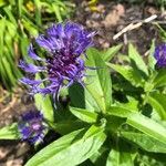 Centaurea montanaFlower