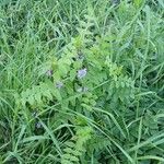 Vicia sepium 整株植物