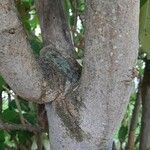 Brugmansia suaveolens 樹皮