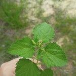 Croton hirtus Blad