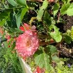 Begonia evansiana Flor