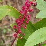 Phytolacca bogotensisBlüte