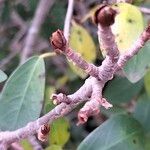 Ficus burtt-davyi Ŝelo