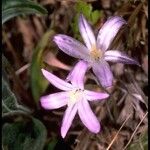 Brodiaea terrestris Květ
