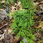 Lycopodium complanatumLeht