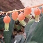 Gasteria pillansii Çiçek