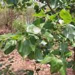 Strychnos nux-vomica Leaf