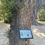 Araucaria cunninghamii Casca