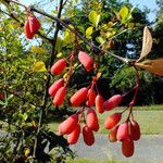 Berberis vulgaris Plod