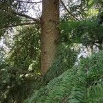 Abies holophylla Hábito