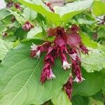 Leycesteria formosa Fula