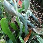 Galanthus elwesii Φλοιός