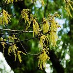 Quercus pubescens Fleur