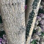 Cordyla africana 樹皮
