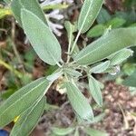 Salvia officinalisبرگ